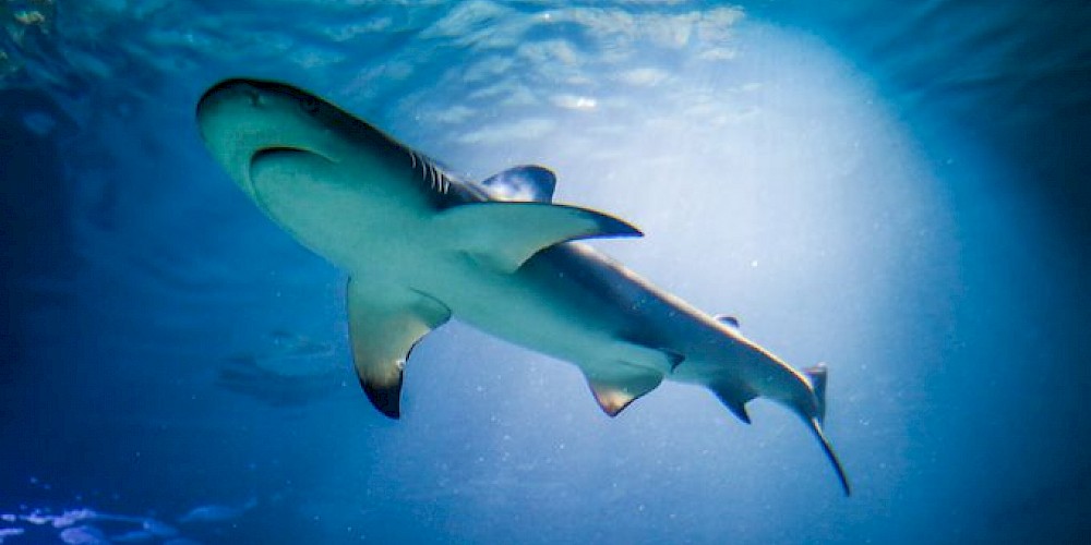 Istria Rentals - Akvarij Pula